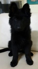 vom Trojangold, hodowla Owczarków Niemieckich Długowłosych