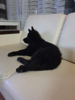 vom Trojangold, hodowla Owczarków Niemieckich Długowłosych