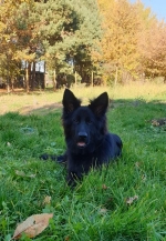 vom Trojangold, hodowla Owczarków Niemieckich Długowłosych