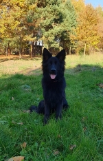 vom Trojangold, hodowla Owczarków Niemieckich Długowłosych