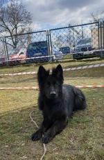 vom Trojangold, hodowla Owczarków Niemieckich Długowłosych