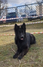 vom Trojangold, hodowla Owczarków Niemieckich Długowłosych