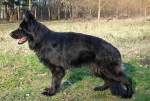 vom Trojangold, Long-Haired German Shepherds kennel