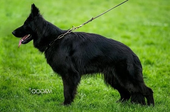 vom Trojangold, hodowla Owczarków Niemieckich Długowłosych