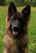 vom Trojangold, hodowla Owczarków Niemieckich Długowłosych