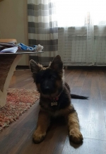 vom Trojangold, hodowla Owczarków Niemieckich Długowłosych