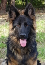 vom Trojangold, hodowla Owczarków Niemieckich Długowłosych