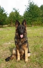 vom Trojangold, hodowla Owczarków Niemieckich Długowłosych