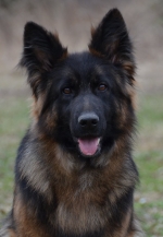 vom Trojangold, hodowla Owczarków Niemieckich Długowłosych