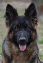 vom Trojangold, hodowla Owczarków Niemieckich Długowłosych