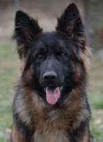 vom Trojangold, hodowla Owczarków Niemieckich Długowłosych