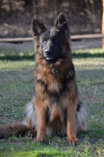 vom Trojangold, hodowla Owczarków Niemieckich Długowłosych