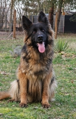 vom Trojangold, hodowla Owczarków Niemieckich Długowłosych