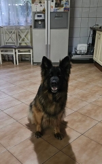 vom Trojangold, hodowla Owczarków Niemieckich Długowłosych