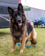 vom Trojangold, hodowla Owczarków Niemieckich Długowłosych