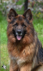 vom Trojangold, hodowla Owczarków Niemieckich Długowłosych