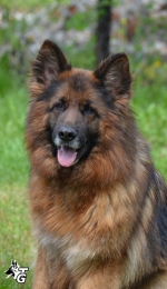 vom Trojangold, hodowla Owczarków Niemieckich Długowłosych