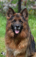 vom Trojangold, hodowla Owczarków Niemieckich Długowłosych