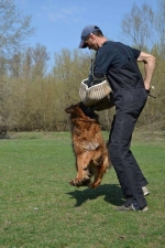 vom Trojangold, hodowla Owczarków Niemieckich Długowłosych