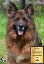 vom Trojangold, hodowla Owczarków Niemieckich Długowłosych