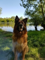 vom Trojangold, hodowla Owczarków Niemieckich Długowłosych