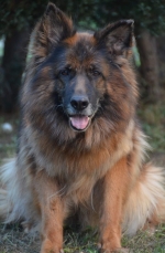 vom Trojangold, hodowla Owczarków Niemieckich Długowłosych