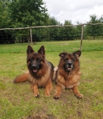 vom Trojangold, hodowla Owczarków Niemieckich Długowłosych