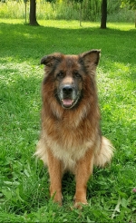 vom Trojangold, hodowla Owczarków Niemieckich Długowłosych