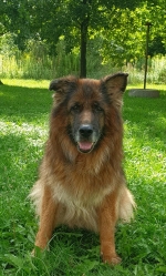 vom Trojangold, hodowla Owczarków Niemieckich Długowłosych