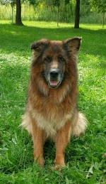 vom Trojangold, hodowla Owczarków Niemieckich Długowłosych