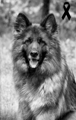 vom Trojangold, hodowla Owczarków Niemieckich Długowłosych