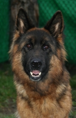 vom Trojangold, hodowla Owczarków Niemieckich Długowłosych