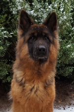 vom Trojangold, hodowla Owczarków Niemieckich Długowłosych