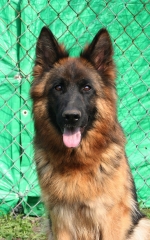 vom Trojangold, hodowla Owczarków Niemieckich Długowłosych