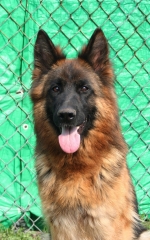 vom Trojangold, hodowla Owczarków Niemieckich Długowłosych