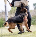 vom Trojangold, hodowla Owczarków Niemieckich Długowłosych