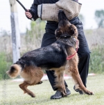 vom Trojangold, hodowla Owczarków Niemieckich Długowłosych