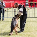 vom Trojangold, hodowla Owczarków Niemieckich Długowłosych