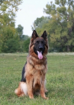 vom Trojangold, hodowla Owczarków Niemieckich Długowłosych