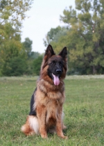 vom Trojangold, hodowla Owczarków Niemieckich Długowłosych