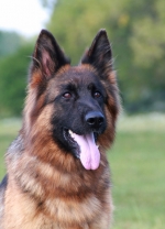 vom Trojangold, hodowla Owczarków Niemieckich Długowłosych