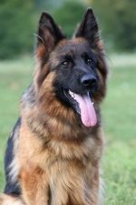 vom Trojangold, hodowla Owczarków Niemieckich Długowłosych