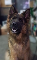 vom Trojangold, hodowla Owczarków Niemieckich Długowłosych