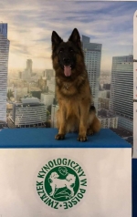 vom Trojangold, hodowla Owczarków Niemieckich Długowłosych