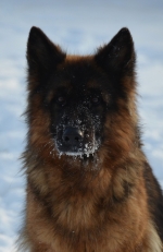 vom Trojangold, hodowla Owczarków Niemieckich Długowłosych