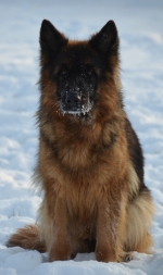 vom Trojangold, hodowla Owczarków Niemieckich Długowłosych