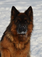 vom Trojangold, hodowla Owczarków Niemieckich Długowłosych