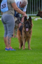 vom Trojangold, hodowla Owczarków Niemieckich Długowłosych