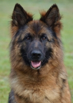 vom Trojangold, hodowla Owczarków Niemieckich Długowłosych