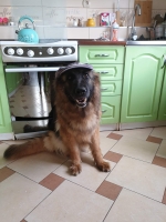 vom Trojangold, hodowla Owczarków Niemieckich Długowłosych